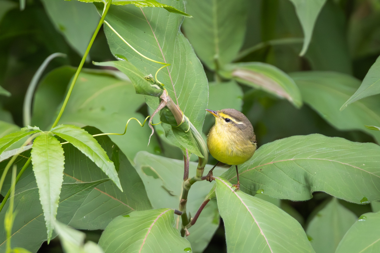 image Tickell's Leaf Warbler